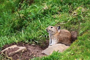 高原鼠兔與伊犁鼠兔 野生動物飼養的法律風險與生態保護