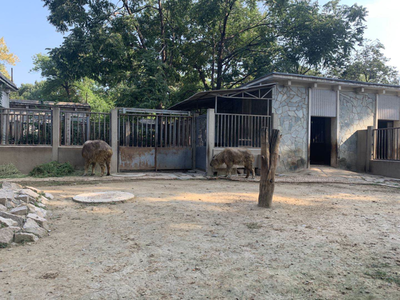 小斑馬、小長角羚…北京動物園今年新添343只“小萌寵”，飼料生產如何支撐？